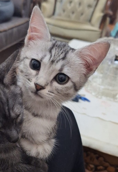 Egyptian Maular, Kedi Navi fotoğrafı