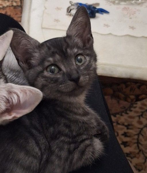 Egyptian Maular, Kedi Pixie fotoğrafı