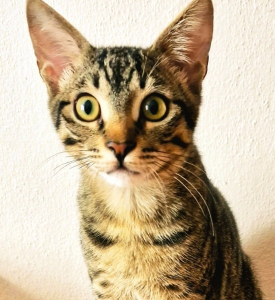 Tekir Kedi, Kedi Kofi fotoğrafı