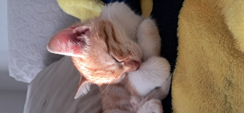 Sarman, Kedi Asil fotoğrafı