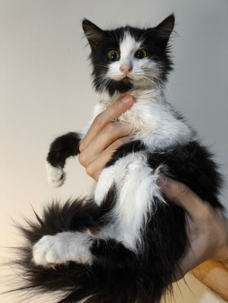 American Shorthair, Kedi Coco fotoğrafı