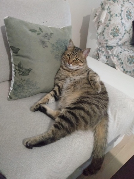 Tekir Kedi, Kedi CESUR fotoğrafı