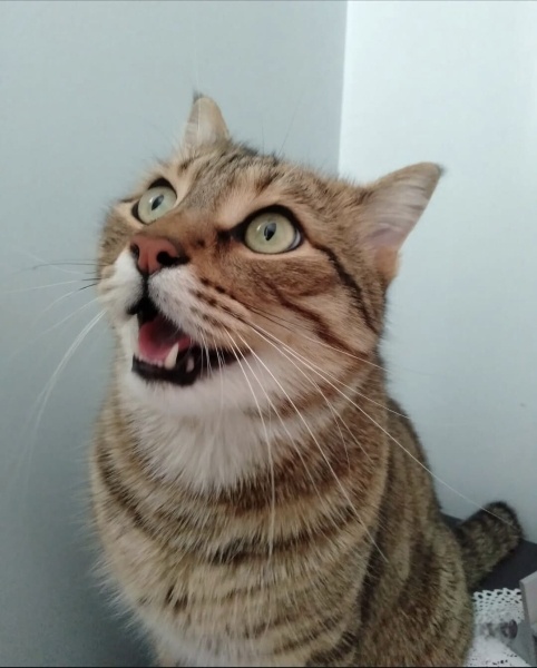 Tekir Kedi, Kedi CESUR fotoğrafı