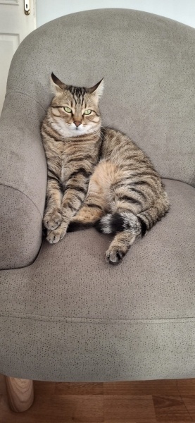 Tekir Kedi, Kedi CESUR fotoğrafı