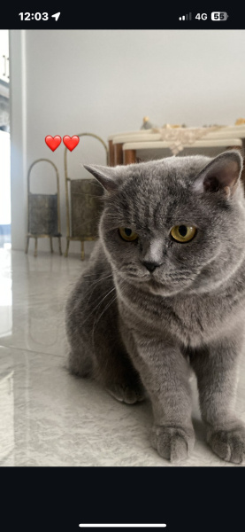 British Shorthair, Kedi Lina fotoğrafı