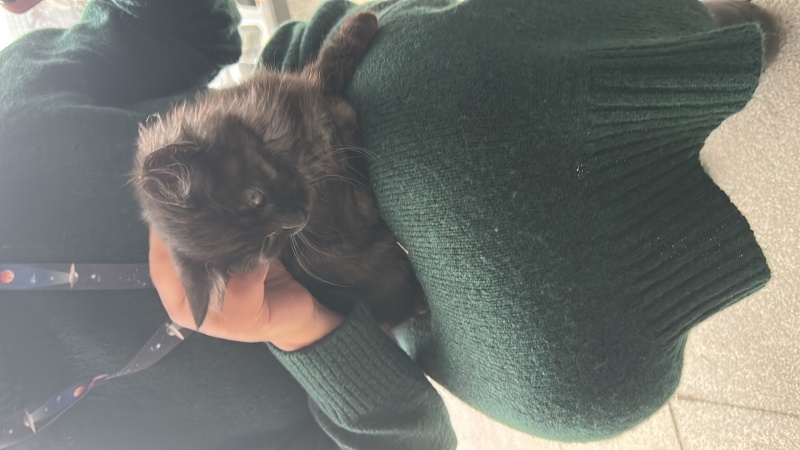 Bombay, Kedi İsimsiz fotoğrafı