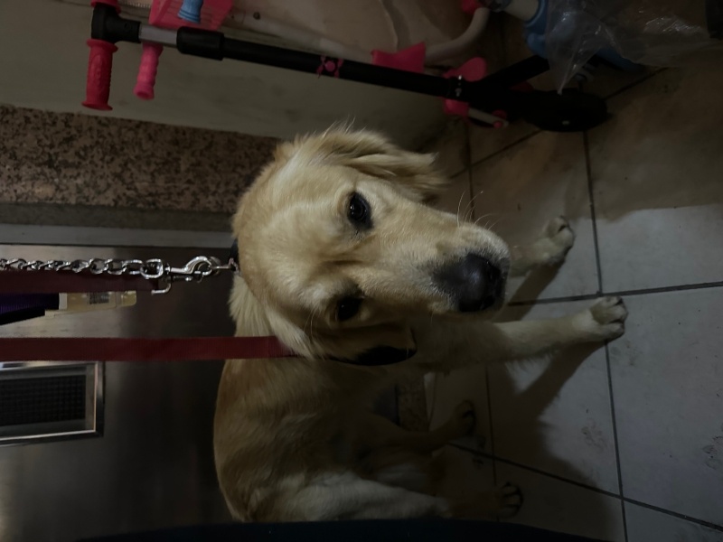 Golden Retriever, Köpek Paşa fotoğrafı