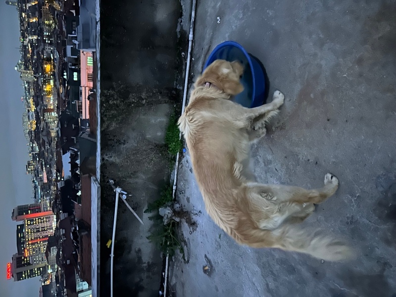 Golden Retriever, Köpek Paşa fotoğrafı
