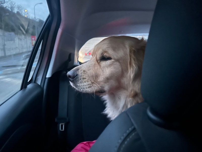 Golden Retriever, Köpek Paşa fotoğrafı