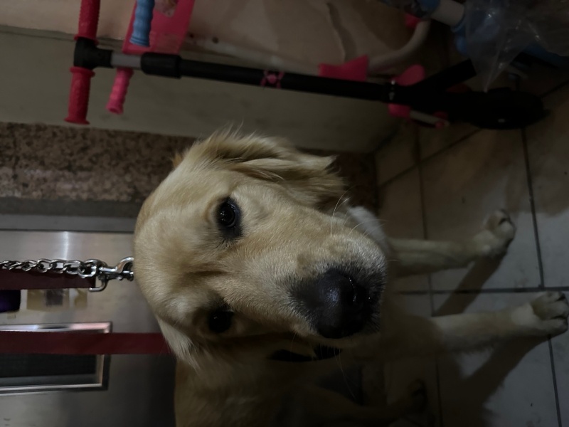 Golden Retriever, Köpek Paşa fotoğrafı
