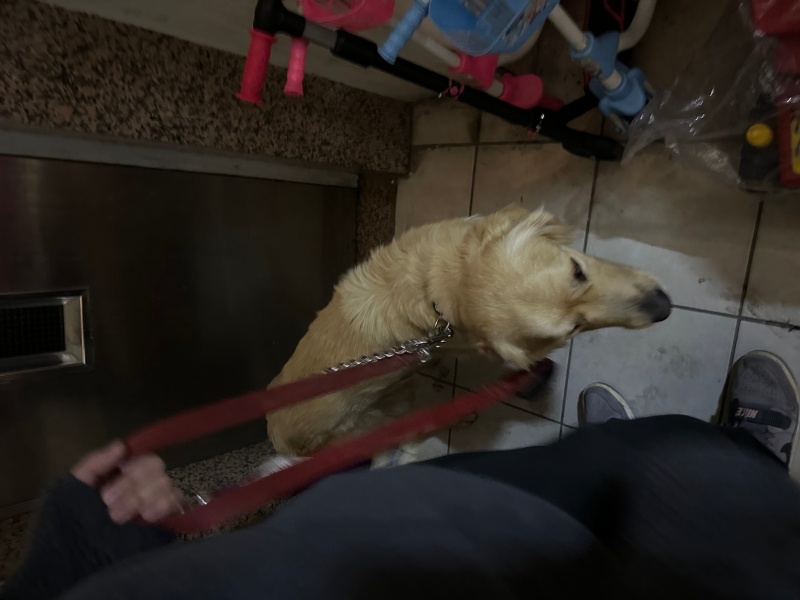 Golden Retriever, Köpek Paşa fotoğrafı