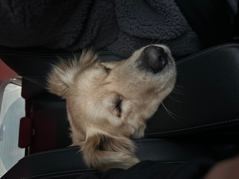 Golden Retriever, Köpek Paşa fotoğrafı