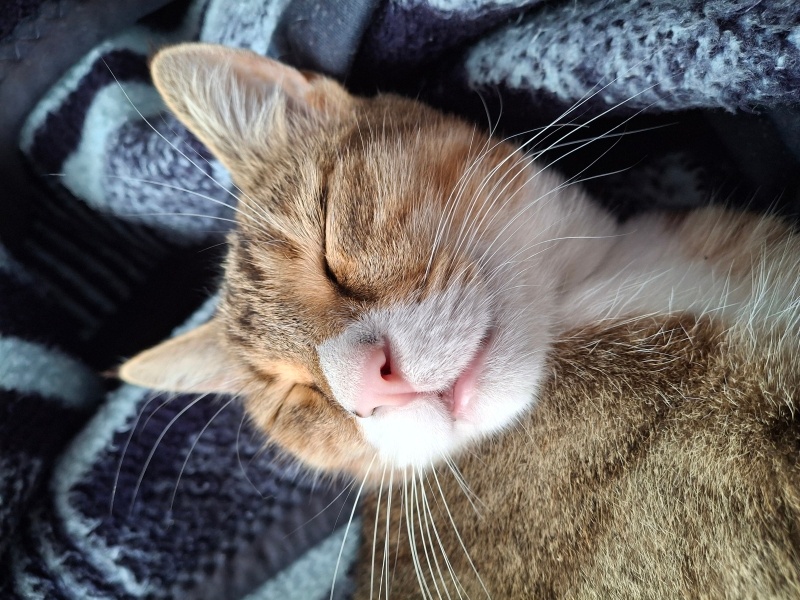 Tekir Kedi, Kedi Kavun fotoğrafı