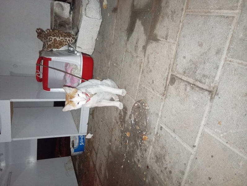 Tekir Kedi, Kedi Tarçın fotoğrafı