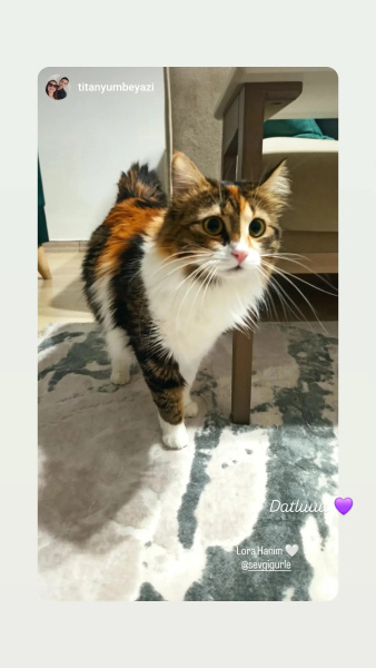 Norwegian Forest, Kedi LORA fotoğrafı