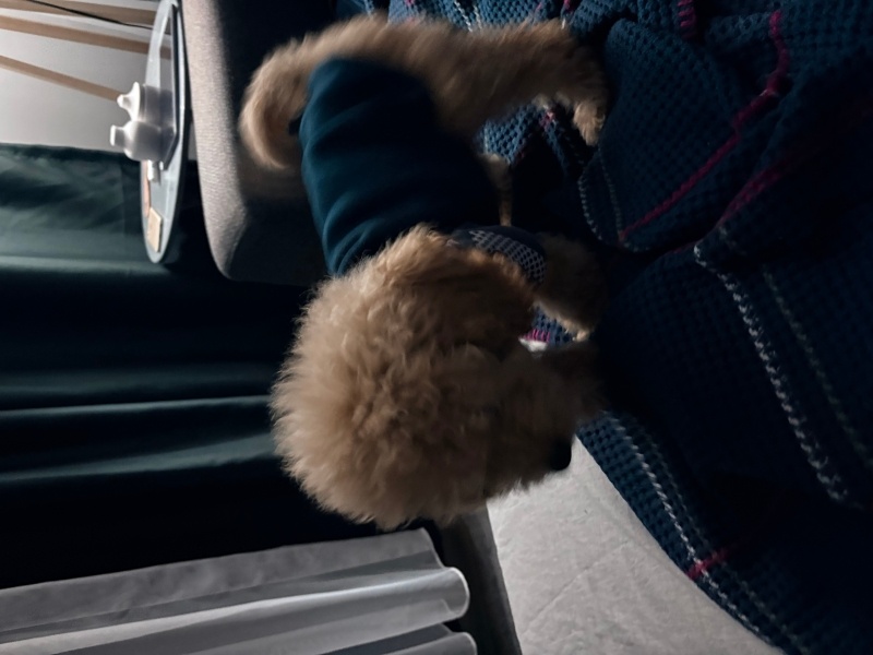 Poodle(Standart Kaniş), Köpek Podi fotoğrafı