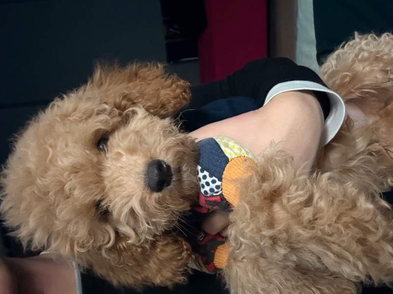 Poodle(Standart Kaniş), Köpek Podi fotoğrafı