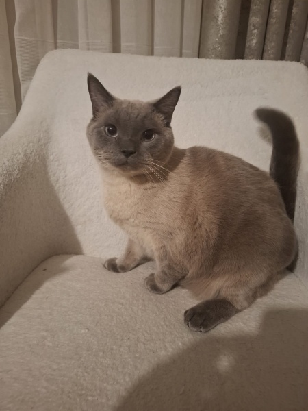 Brazilian Shorthair, Kedi Çikocan fotoğrafı