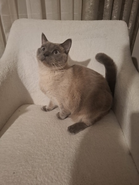 Brazilian Shorthair, Kedi Çikocan fotoğrafı