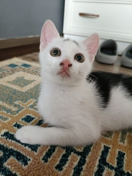 Tekir Kedi, Kedi Pamuk fotoğrafı