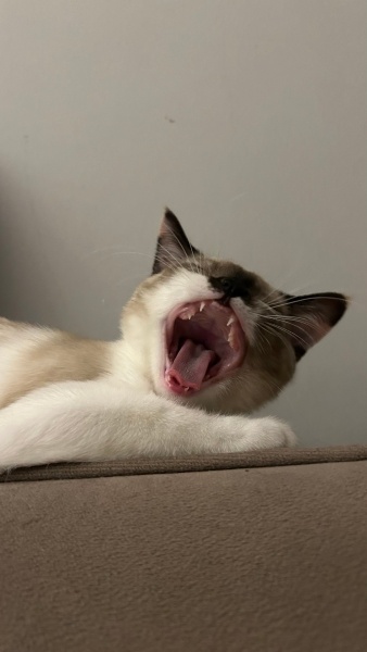 Ragdoll, Kedi Bella fotoğrafı
