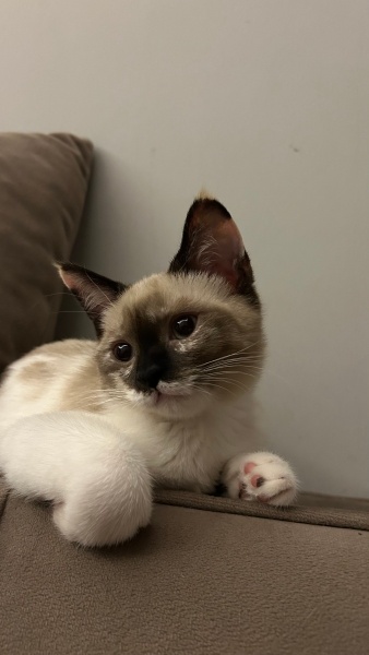 Ragdoll, Kedi Bella fotoğrafı