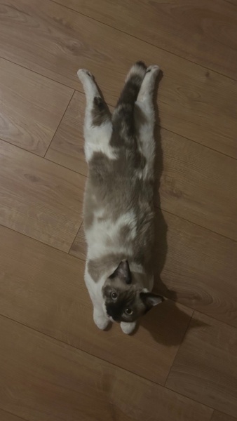 Ragdoll, Kedi Bella fotoğrafı