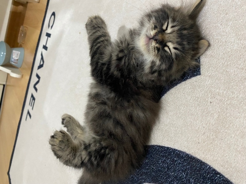 Tekir Kedi, Kedi Tekir fotoğrafı