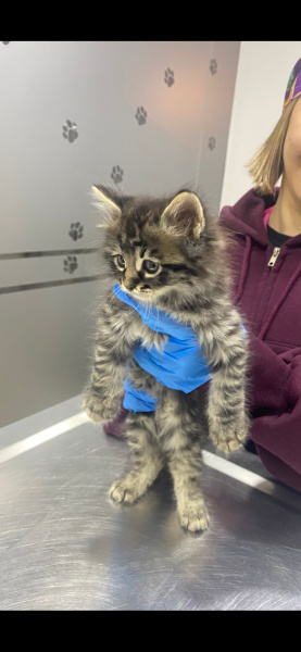 Tekir Kedi, Kedi Tekir fotoğrafı