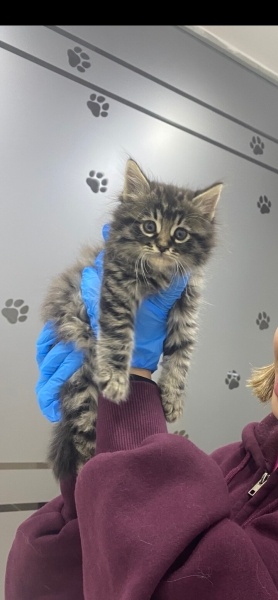 Tekir Kedi, Kedi Tekir fotoğrafı