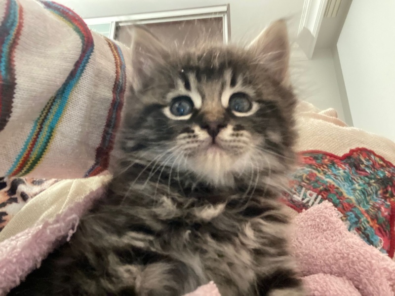 Tekir Kedi, Kedi Tekir fotoğrafı