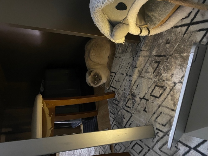 Scottish Fold, Kedi sofia fotoğrafı