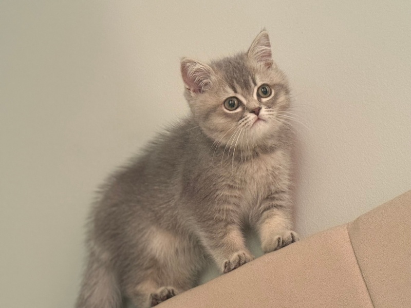 British Shorthair, Kedi Mars fotoğrafı