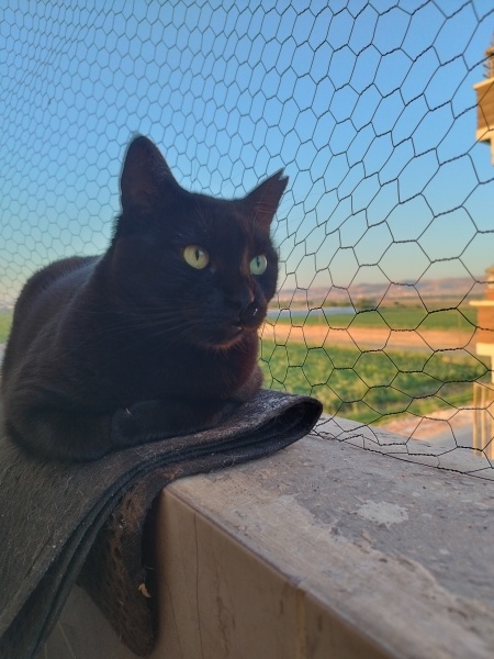 Tekir Kedi, Kedi Momo fotoğrafı