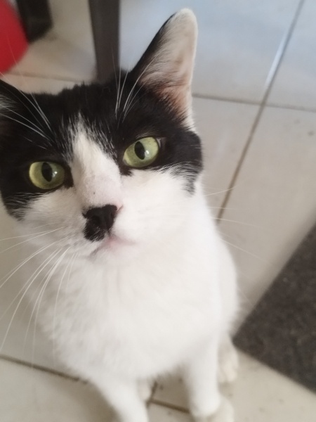 Tekir Kedi, Kedi İsot fotoğrafı