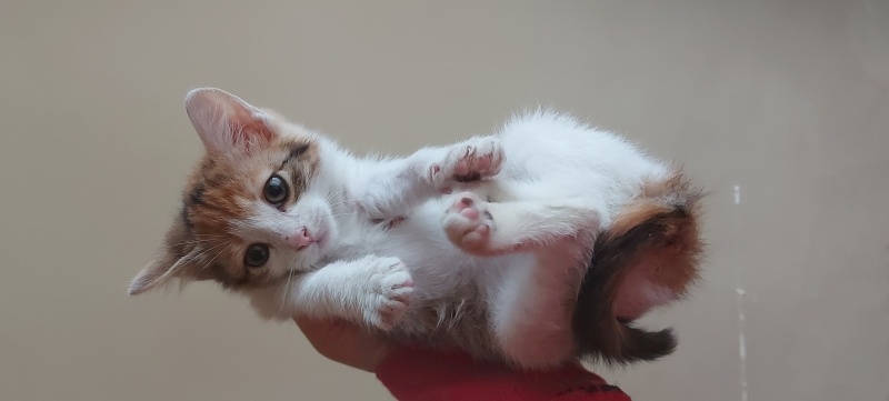 Tekir Kedi, Kedi Küçük kedi fotoğrafı