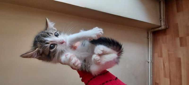 Tekir Kedi, Kedi Küçük kedi fotoğrafı