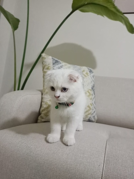 Scottish Fold, Kedi Müjgan fotoğrafı