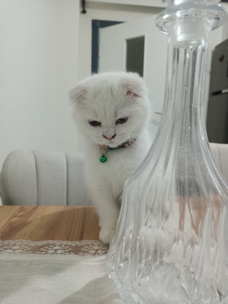 Scottish Fold, Kedi Müjgan fotoğrafı