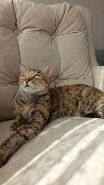 Tekir Kedi, Kedi Külkedisi fotoğrafı