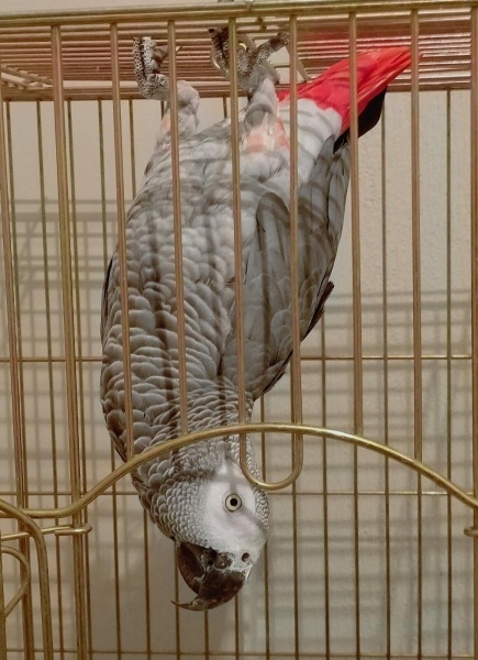 Papağan, Kuş Çiko fotoğrafı