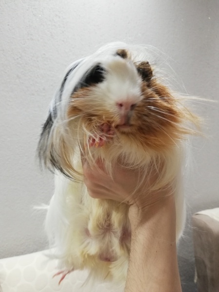 Guinea Pig, Kemirgen Ponçik fotoğrafı
