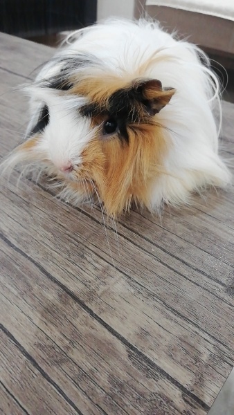 Guinea Pig, Kemirgen Ponçik fotoğrafı