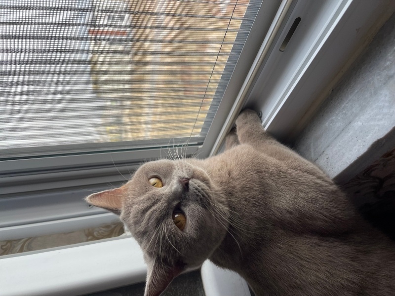 British Shorthair, Kedi Liya fotoğrafı