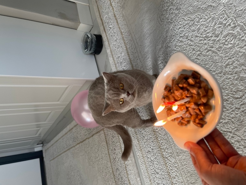 British Shorthair, Kedi Liya fotoğrafı