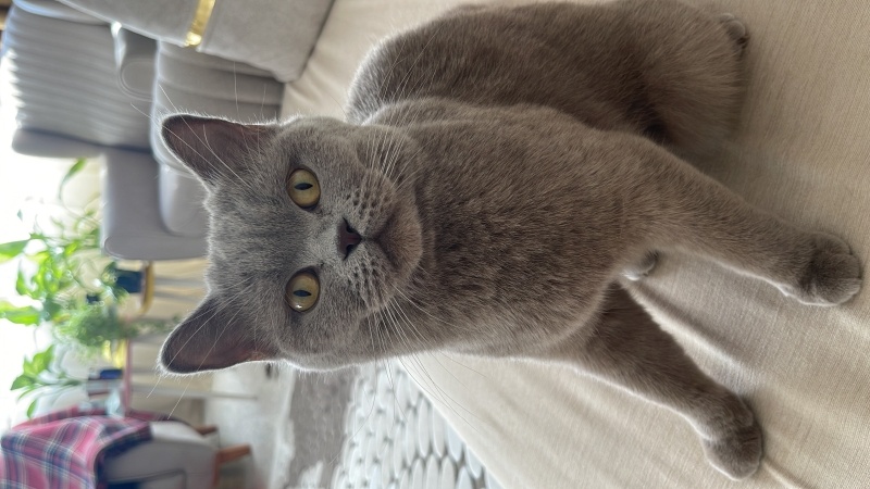 British Shorthair, Kedi Liya fotoğrafı