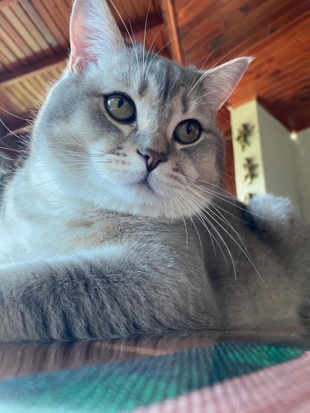 British Shorthair, Kedi Boncuk fotoğrafı