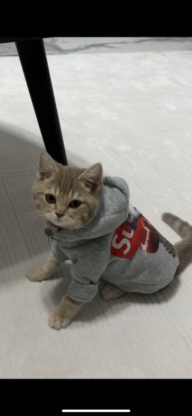 British Longhair, Kedi Latte fotoğrafı