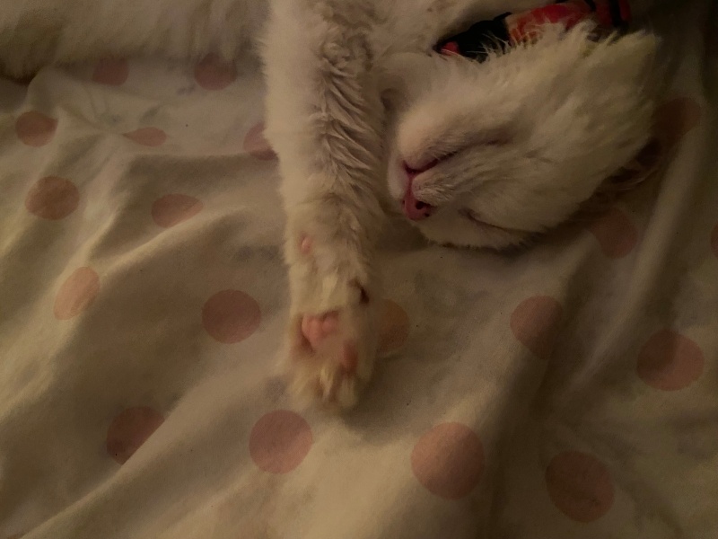 Tekir Kedi, Kedi Muffin fotoğrafı