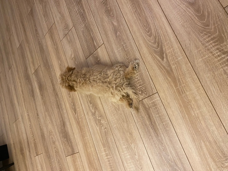 Maltese, Köpek Luna fotoğrafı